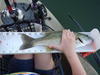 Lmb thumb
