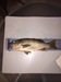 Rockfish thumb
