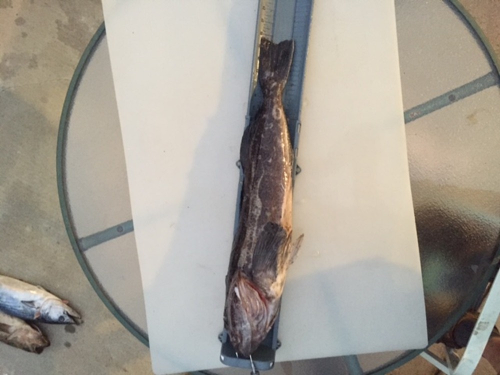 Ling cod1