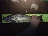 19.75 thumb