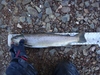 Dsc06100  2000x1500  thumb