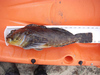 Beancabbie19pt5 thumb