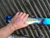 Bass 12.5 a thumb