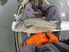 Lmb full upgrade2 thumb