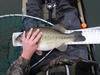 Dscf0642 thumb