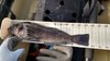 13.5 inch greenling  27 dec 15  thumb