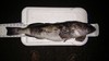 27.5 inch ling  27 dec 15 thumb
