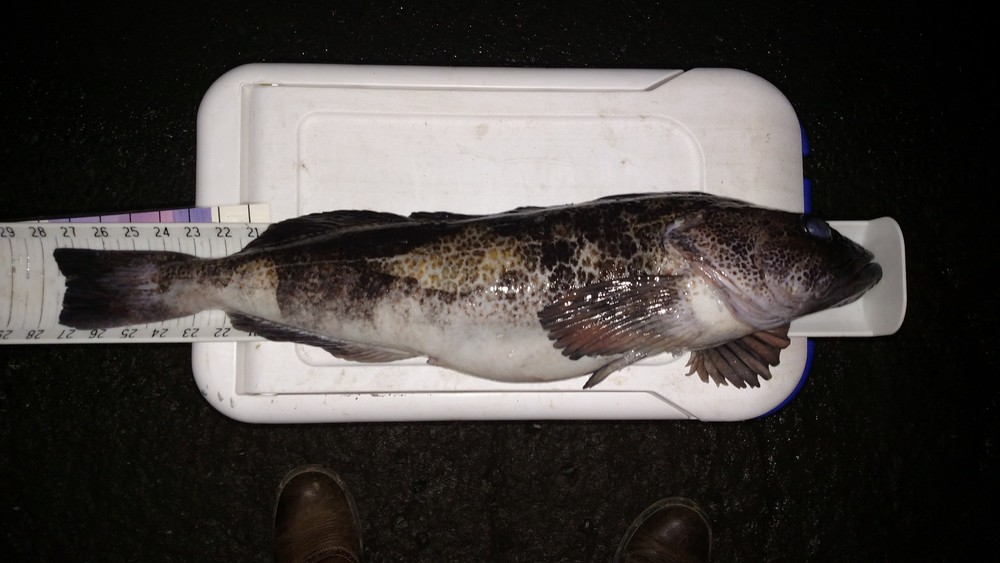 27.5 inch ling  27 dec 15