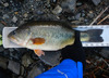 Lmb cl thumb