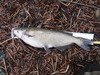 Dscf1043 thumb