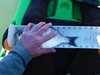 Walleye perch 12in thumb