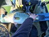 Pb lmb 8  1  thumb