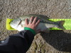 Dscf2399 thumb