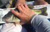 13bass thumb