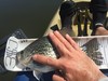10.5crappie thumb