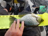 Crappie  11.50 thumb
