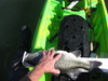 Clear lake lmb thumb