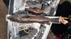 30.75 inch ling thumb