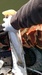 17.75 inch trout  talmage dams 24 apr 16  thumb
