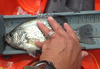 Rollins crappie 10.5 thumb