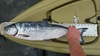 Salmon1 thumb