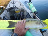 Spotted bass  18 thumb