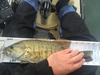 15.0small thumb