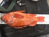 17.5 rock thumb