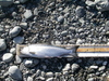 Klamath 040.jpgreduced thumb