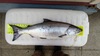 Salmon 2016 thumb