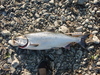 Klamath salmon full thumb