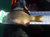 1275surfperch thumb