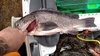 19.75 inch black thumb
