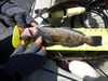 Greenling  15.25  5 18 16 thumb