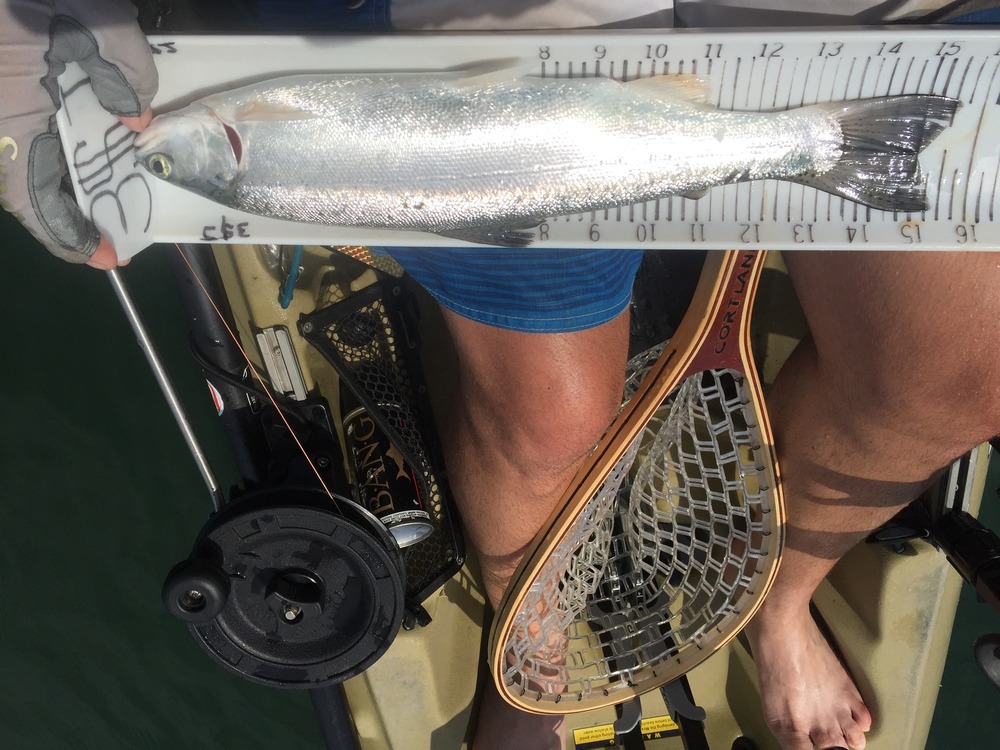 15.5 rbt