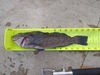 Greenling 14 thumb