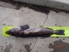 Lingcod 25.5 thumb