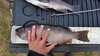 Olive 17.5 in. thumb