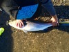 22lb37.75 stb  1  thumb