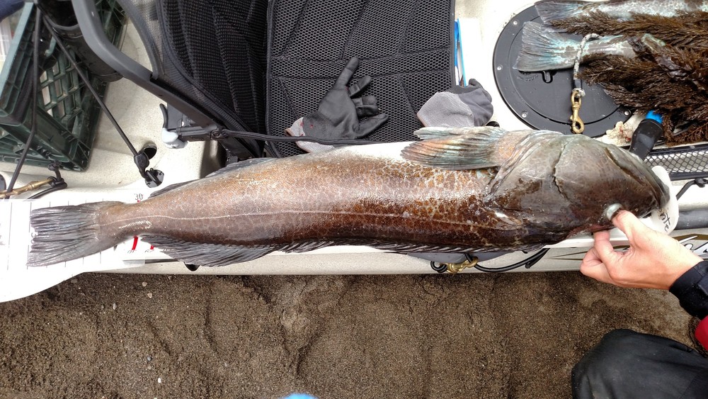 36 inch ling