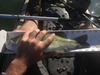 16 largemouth 14.75 thumb