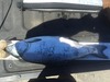 23.25 salmon thumb