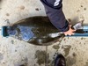 Hali 14lb 33inch thumb