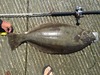39.25 hali launch thumb