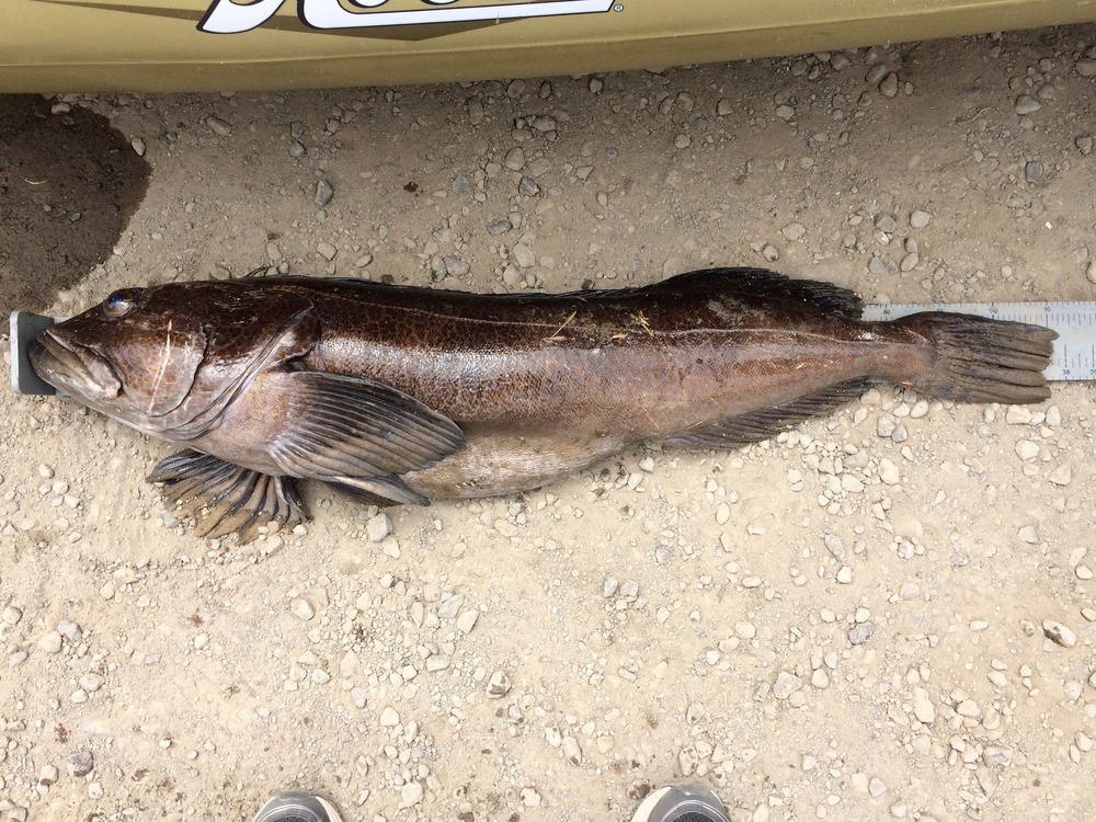 21lb albion ling 2