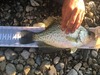 14.5 crappie thumb