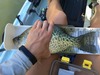 13.0 crappie thumb
