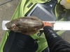 Aoty16halibut thumb