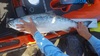 Salmon1 thumb