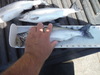14kokanee thumb